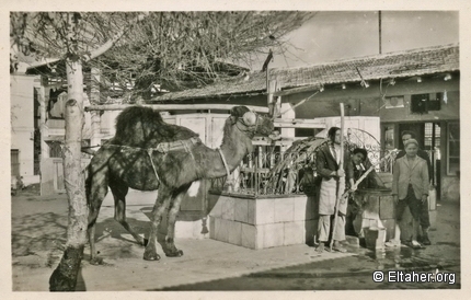 Memorabilia - 1950s - Safsaf coffee shop at La Marsa